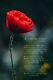 John Mccrae Poem In Flanders Fields Single Poppy Poster Print Art Gift